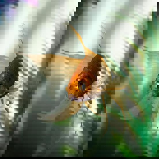 Pexels Imsogabriel 2053815