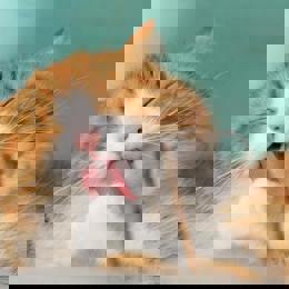 Pexels Pixabay 57416