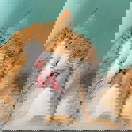 Pexels Pixabay 57416