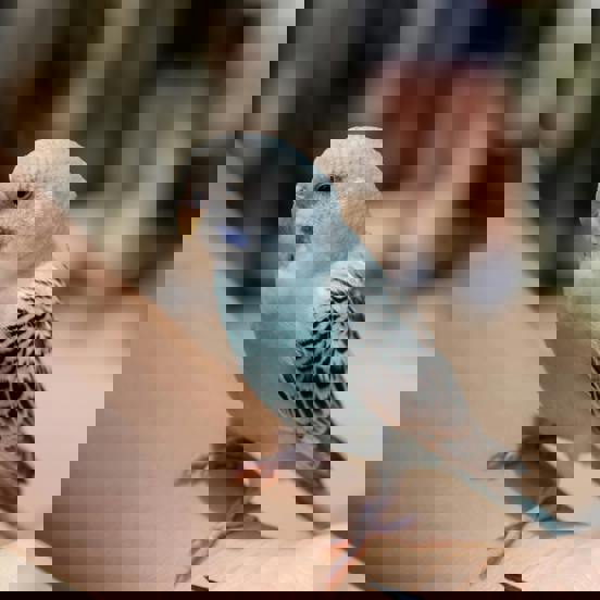 Pexels Cristian Rojas 8838179