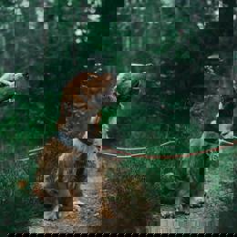 Pexels Jagheterjohann 1254140