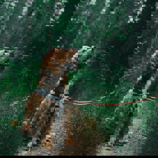 Pexels Jagheterjohann 1254140